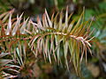 Cunninghamia lanceolata IMG_1377 Stroigła chińska